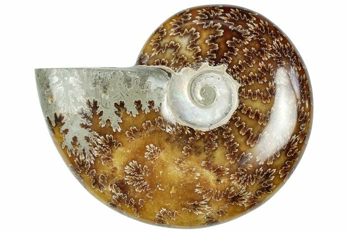 Polished Cretaceous Ammonite (Cleoniceras) Fossil - Madagascar #312195